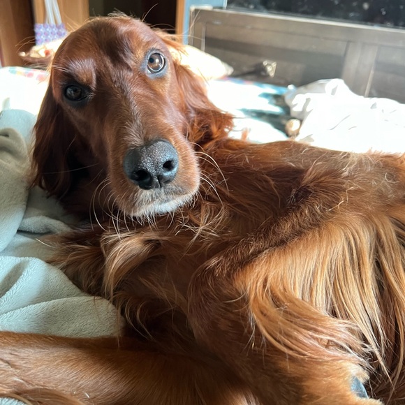 Posh Live Show Notification - Picture 7 of 7